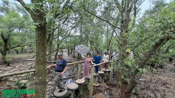 Kết hợp rừng ngập mặn làm du lịch sinh thái – Tiềm năng và hướng phát triển bền vững