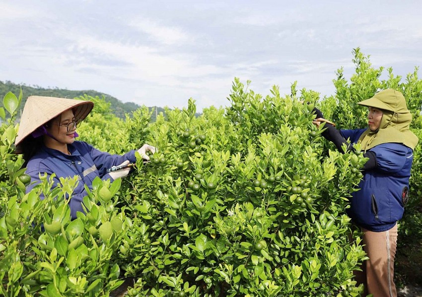 Hiệu quả từ mô hình trồng quất sạch kết hợp chế biến ở Lào Cai