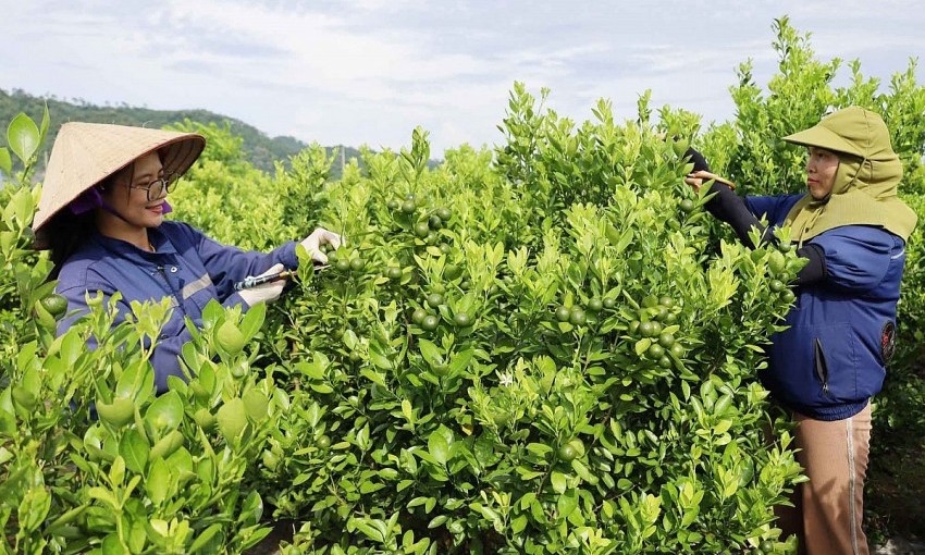 Hiệu quả từ mô hình trồng quất sạch kết hợp chế biến ở Lào Cai