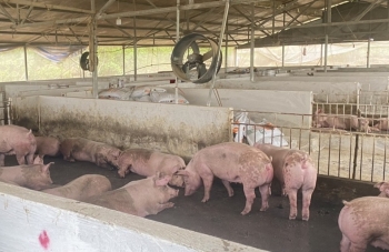 Cao Bằng: Ghi nhận 42 ổ dịch tả lợn châu Phi tại 35 xã