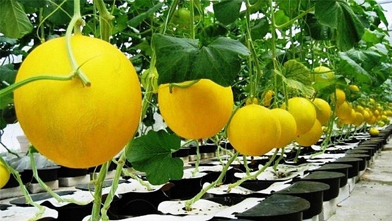 Nông nghiệp Hải Phòng vững bước trong 6 tháng đầu năm 2025: Năng suất vượt trội sau sáp nhập