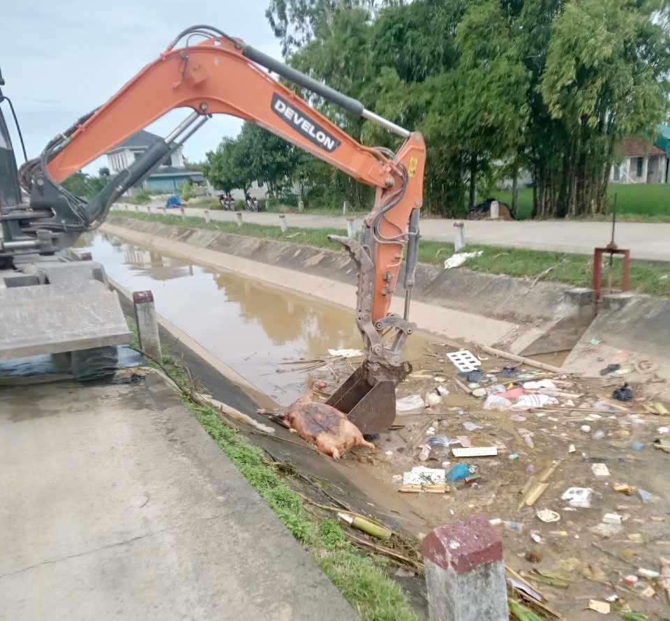 Xác lợn nổi lềnh bềnh, bốc mùi hôi thối trên sông Hiếu, Nghệ An