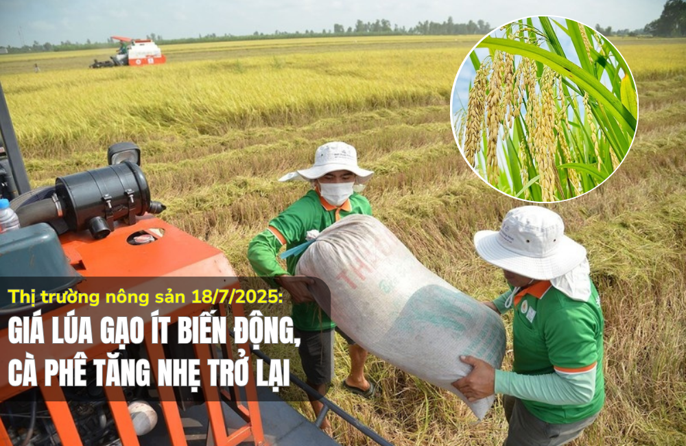 Thị trường nông sản 18/7/2025: Giá lúa gạo ít biến động, cà phê tăng nhẹ trở lại