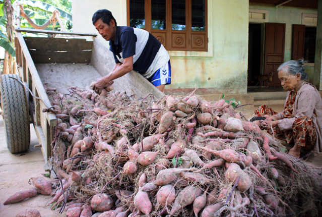 Khoai lang “Hoàng Long” - giống khoai quý ở châu thổ sông Cửu Long