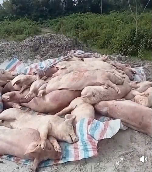 Phú Thọ: Tăng cường giám sát, xử lý nghiêm hành vi ném lợn chết ra môi trường