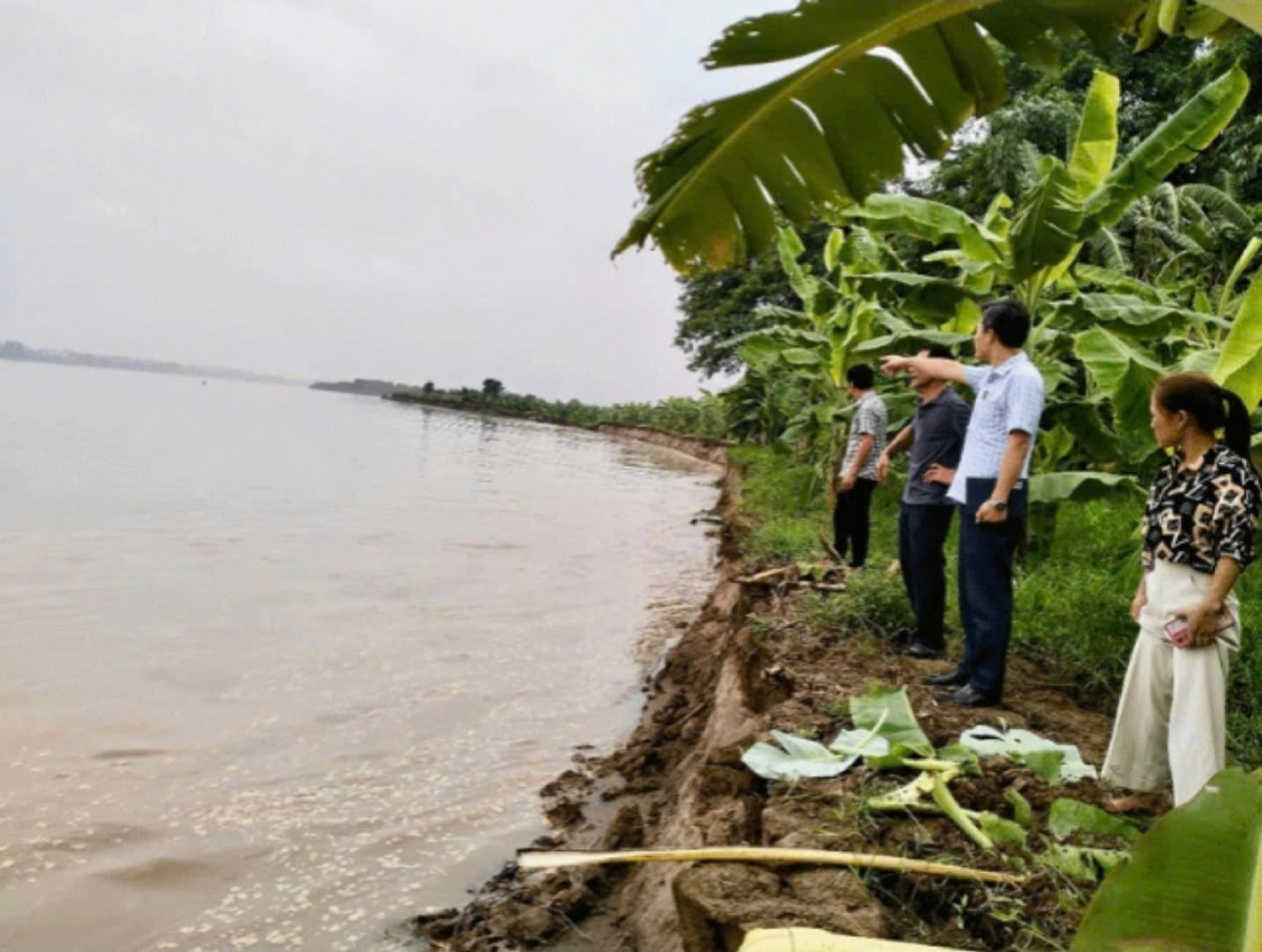 Ảnh hưởng mưa lớn nhiều nơi ven sông tại Phú Thọ bị sạt lở nghiêm trọng