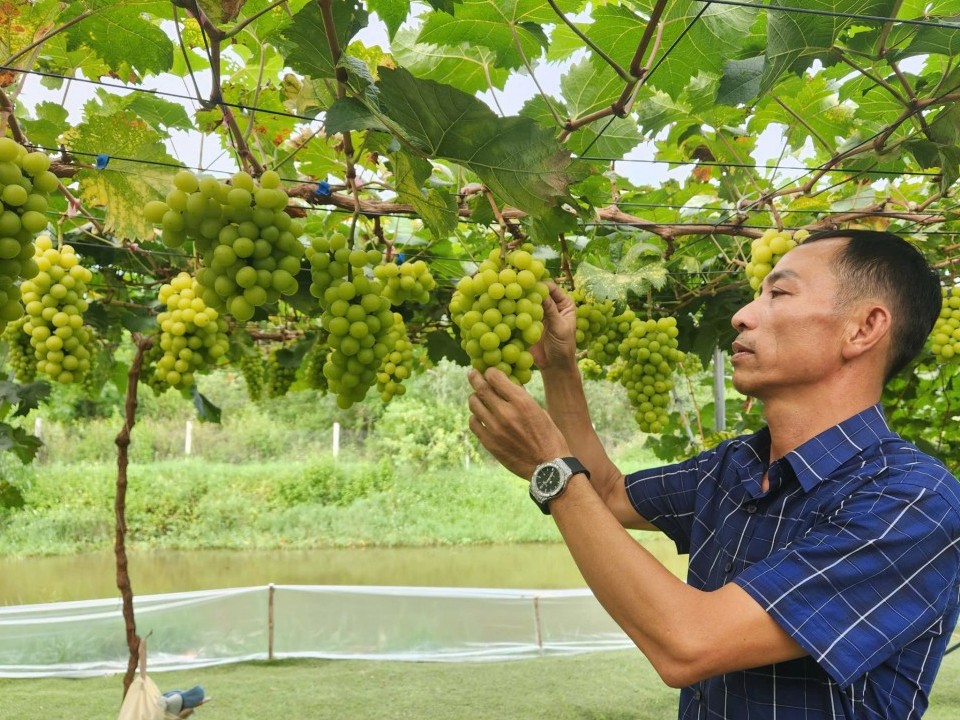 Triển vọng từ mô hình cây nho sữa xứ Hàn