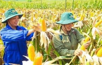 Công nghệ sinh học trong nông nghiệp: Cuộc cách mạng xanh của thời đại