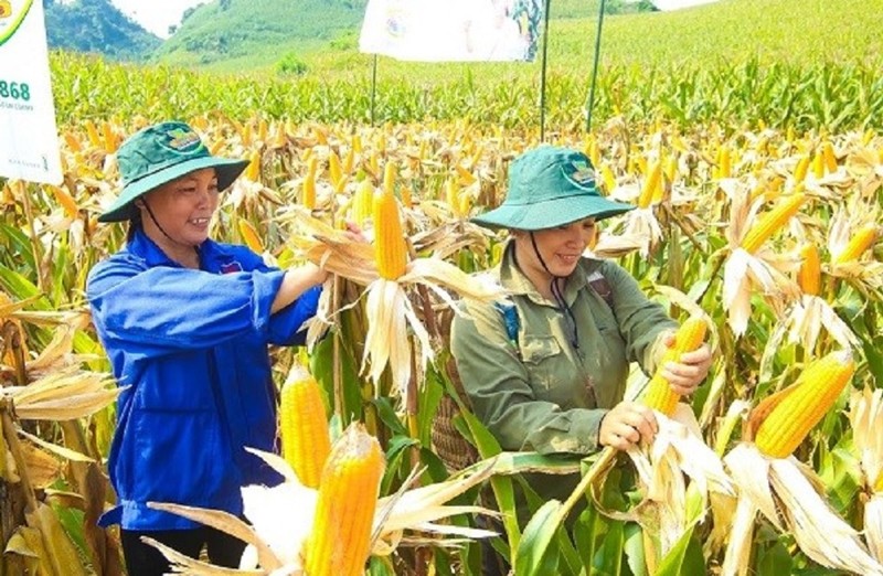 Công nghệ sinh học trong nông nghiệp: Cuộc cách mạng xanh của thời đại