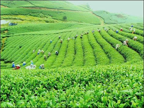 Nông nghiệp Lâm Đồng quyết tâm đạt tốc độ tăng trưởng trên 5,5%