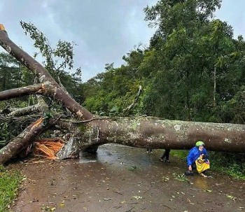 Lâm Đồng: Bão số 3 gây thiệt hại nặng nề, cây đổ, xe bẹp dúm