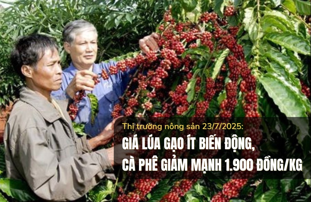 Thị trường nông sản 23/7/2025: Giá lúa gạo ít biến động, cà phê giảm mạnh 1.900 đồng/kg