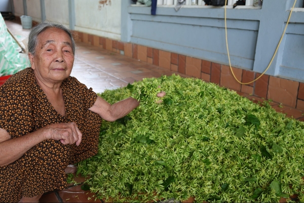 Trồng hoa thiên lý, hướng thoát nghèo bền vững cho người nông dân