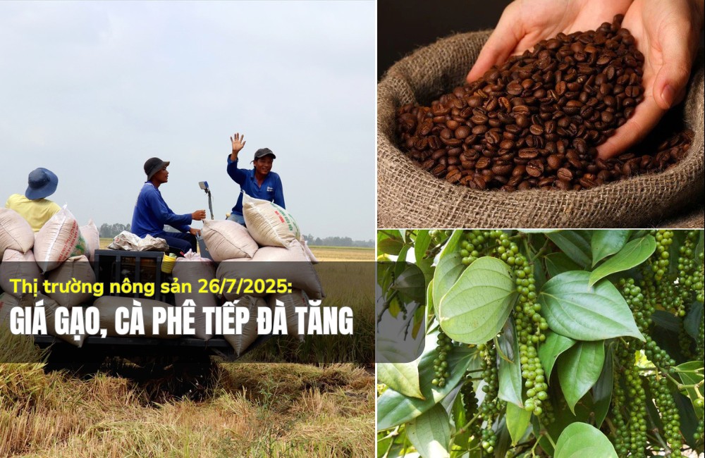 Thị trường nông sản 26/7/2025: Giá gạo, cà phê tiếp đà tăng