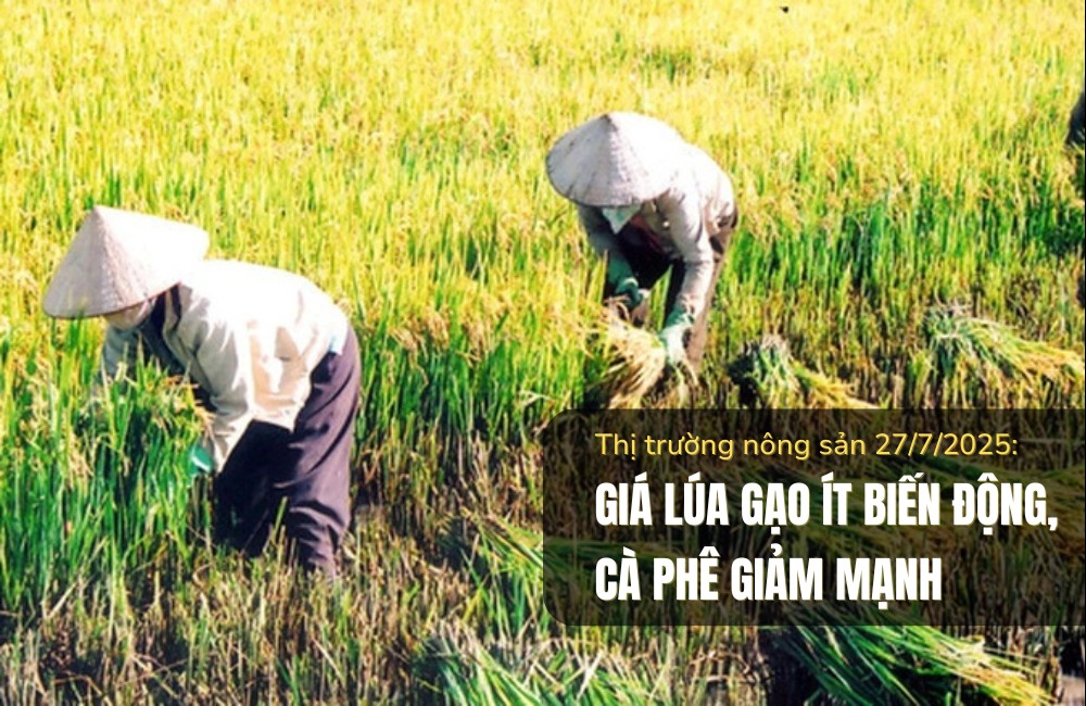 Thị trường nông sản 27/7/2025: Giá lúa gạo ít biến động, cà phê giảm mạnh