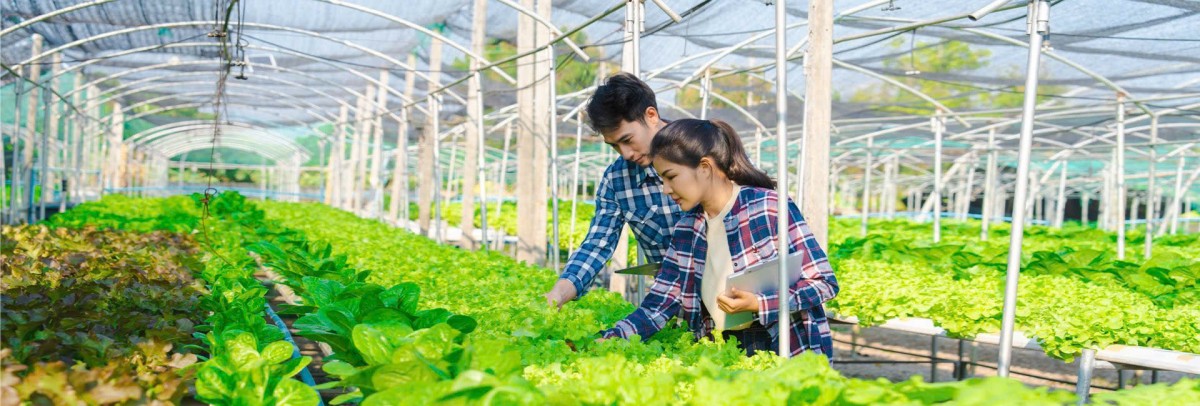 Tín dụng xanh “thắp lửa” cho nông nghiệp hữu cơ