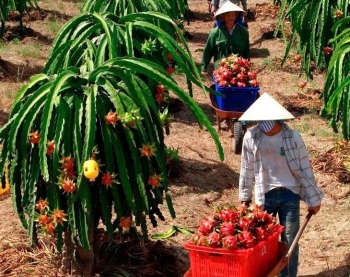Khẩn trương tháo gỡ vướng mắc về thủ tục hành chính liên quan đến xuất khẩu và đầu tư