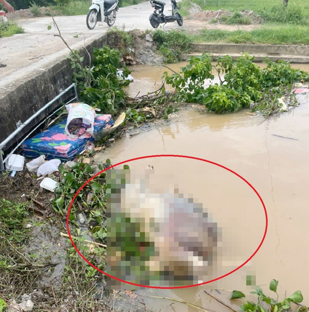 Xác lợn trôi kênh thủy lợi, xã lắp lưới chắn để kịp thời phát hiện, phòng tránh lây lan dịch bệnh