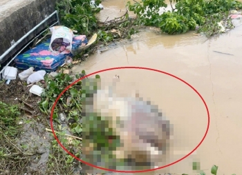 Xác lợn trôi kênh thủy lợi ở Nghệ An, xã lắp lưới chắn để ngăn chặn, phòng tránh dịch bệnh
