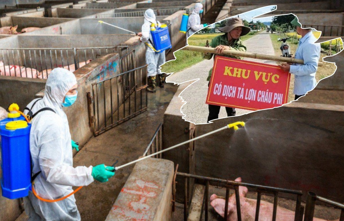Giải pháp phòng chống dịch tả lợn châu Phi