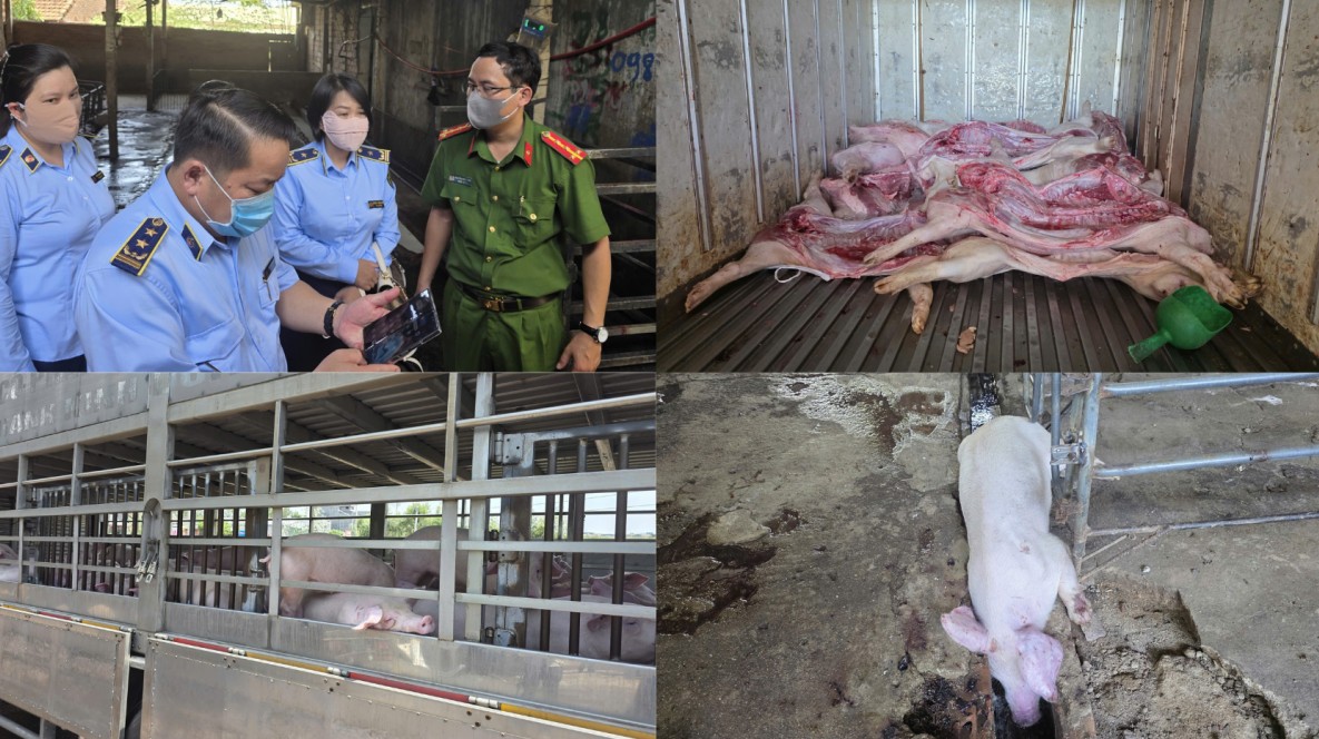 Phát hiện cơ sở giết mổ heo nhiễm dịch tả lợn châu Phi tại tỉnh Gia Lai