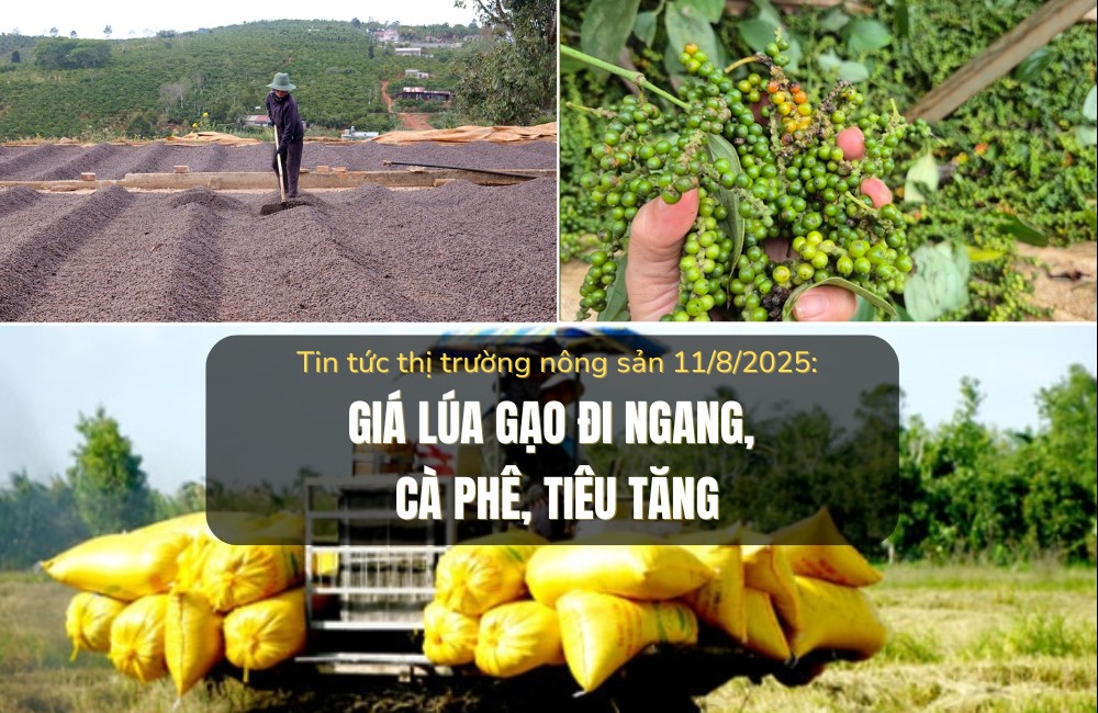 Thị trường nông sản 11/8/2025: Giá lúa gạo đi ngang, cà phê, tiêu tăng