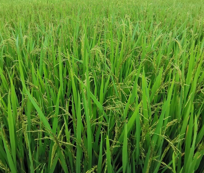 Quảng Ninh: Gỡ “nút thắt” trong sản xuất, nâng cao giá trị cây lúa bền vững
