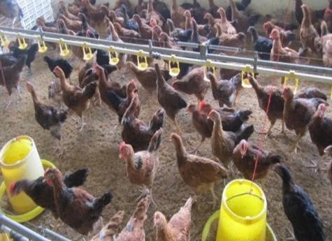 Đồng Nai hướng tới thủ phủ chăn nuôi công nghiệp hiện đại