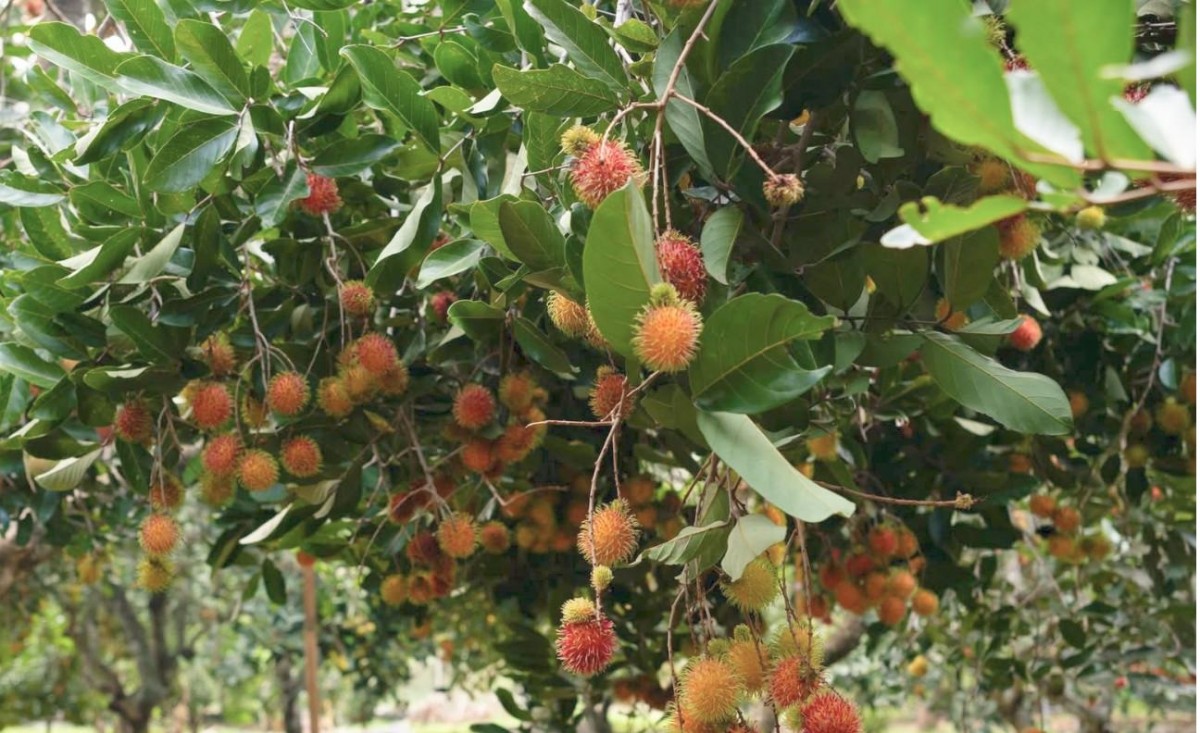 Khánh Hòa: Xã Lâm Sơn sẽ tổ chức lễ hội trái cây lần thứ I năm 2025