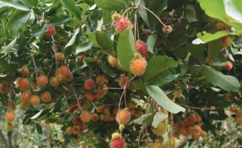 Khánh Hòa: Xã Lâm Sơn sẽ tổ chức lễ hội trái cây lần thứ I năm 2025