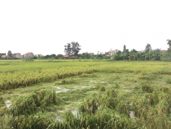 Hưng Yên: Hơn 1.700 ha lúa bị ngập úng cục bộ