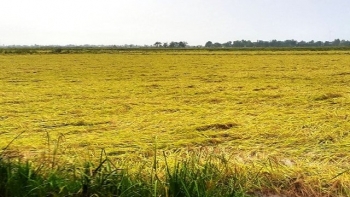 Quảng Trị: Hơn 2.000ha lúa hè - thu bị ngã đổ do bão số 5