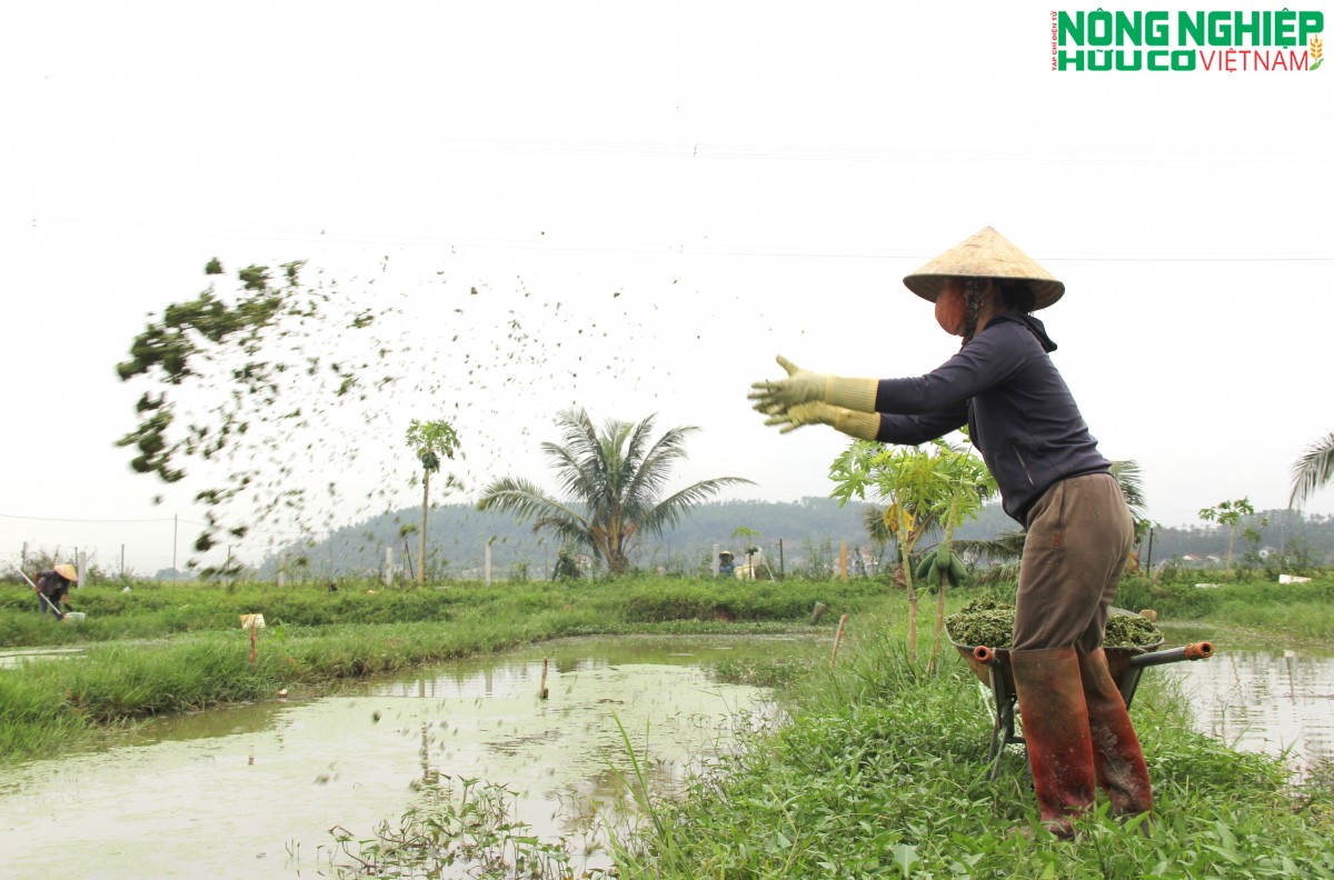 Nghệ An: Thành lập HTX nuôi trồng, chế biến và kinh doanh Ốc bươu đen Bình Minh