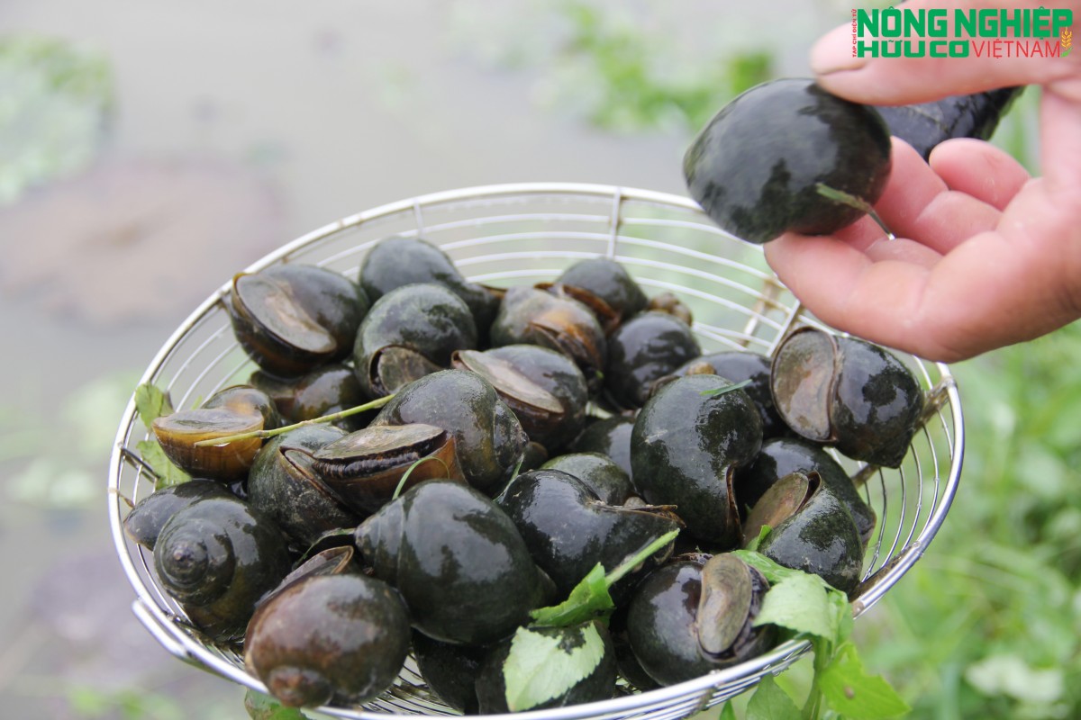 “Lão nông” biến đầm lầy thành trang trại nuôi ốc, thoát nghèo trên mảnh đất quê hương