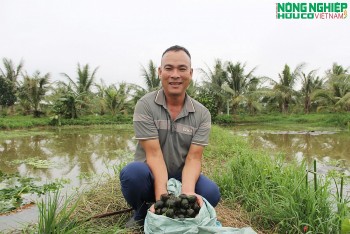 8X biến đầm lầy thành trang trại nuôi ốc bạc tỷ, làm giàu trên mảnh đất quê hương