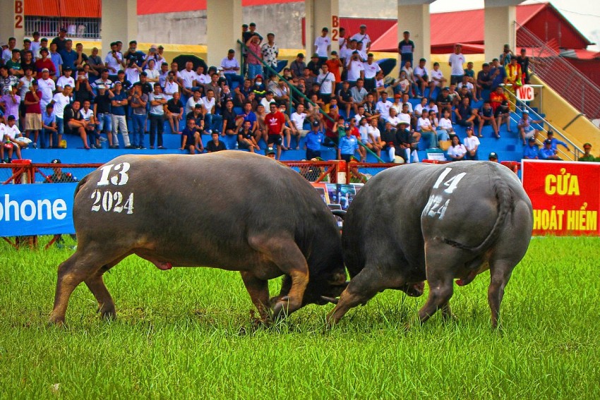 UBND thành phố Hải Phòng hỗ trợ kinh phí 1,3 tỷ đồng cho Lễ hội chọi trâu 2025
