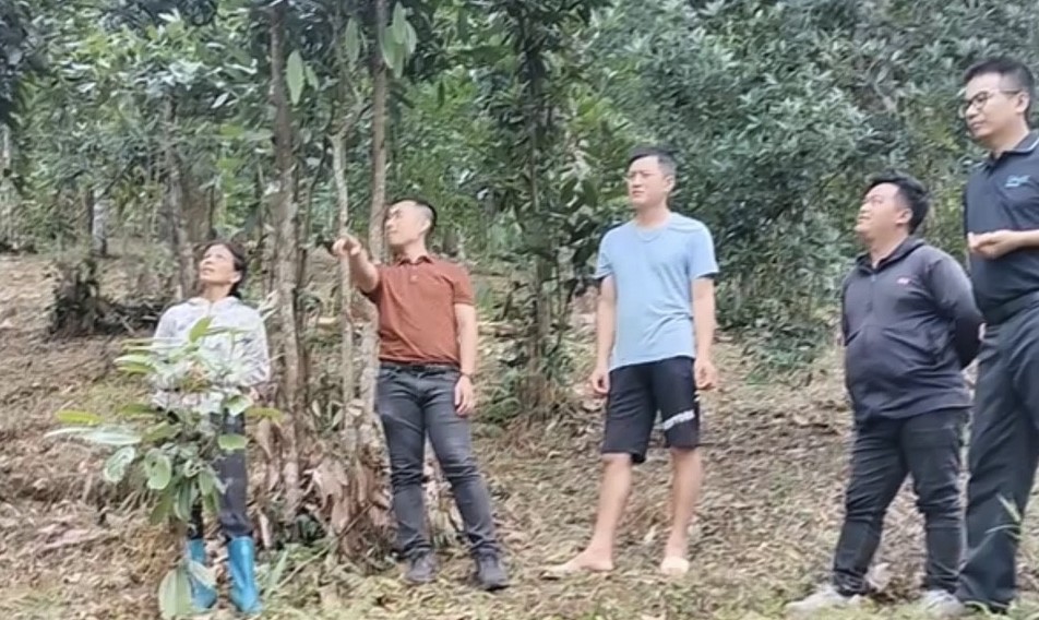 Xây dựng liên kết theo chuỗi giá trị để cây hồi vươn xa