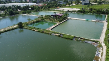 Nuôi cá rô đầu vuông giúp người nông dân làm giàu