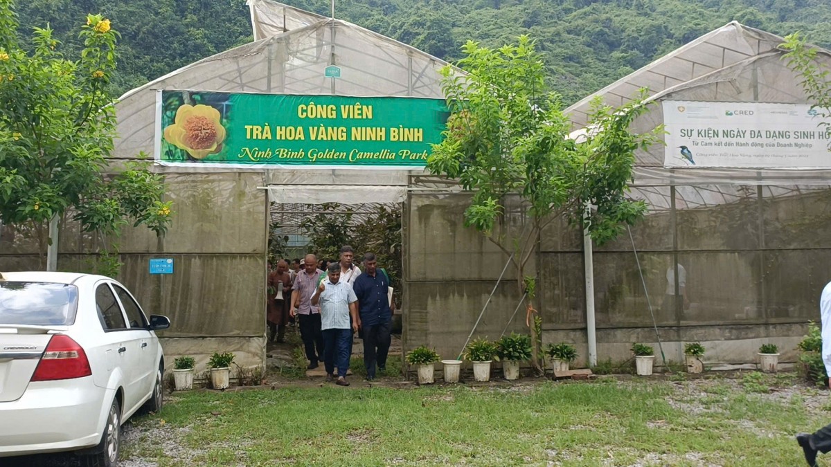Khách quốc tế “mãn nhãn” tham quan Công viên Trà hoa vàng Ninh Bình