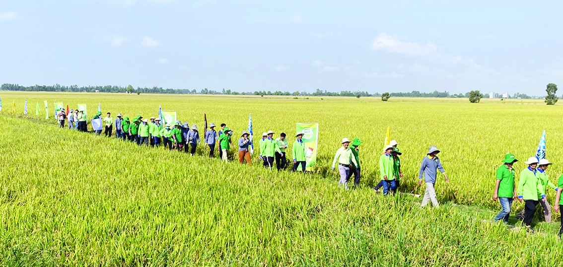 Hiệu quả từ trồng lúa thích ứng với biến đổi khí hậu