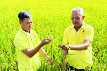 Hiệu quả từ trồng lúa thích ứng với biến đổi khí hậu