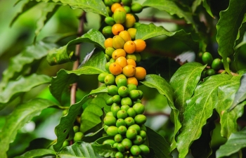 Ứng dụng vi sinh vật bản địa trong quản lý dinh dưỡng và kiểm soát dịch hại cây cà phê chuyển đổi hữu cơ ở Đông Nam Bộ