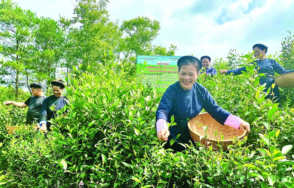Chè Đoỏng Pán ngát hương thơm vị miền non nước