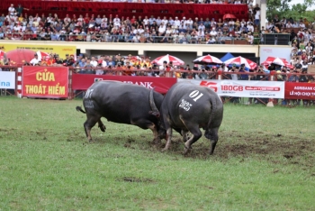 Rộn ràng Lễ hội chọi trâu truyền thống Đồ Sơn năm 2025