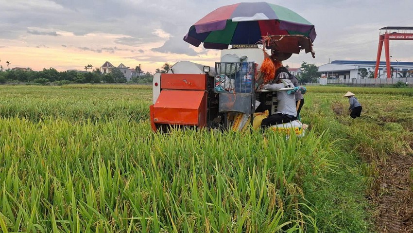 Hải Phòng: Thu hoạch 4.000 ha lúa mùa sớm chuẩn bị sẵn sàng cho vụ Đông