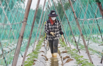 Nghệ An tăng cường chỉ đạo, sản xuất trồng trọt vụ Đông 2025