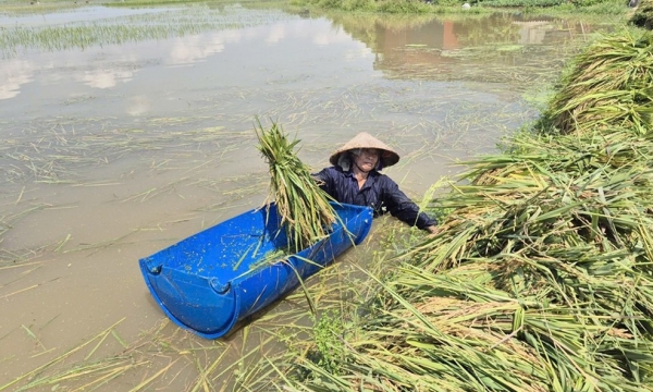Bắc Ninh: Nhiều hoa màu bị thiệt hại nặng do ảnh hưởng bão số 11