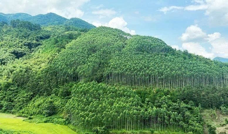 Gia Lai thành lập Ban Chỉ đạo Chương trình phát triển lâm nghiệp bền vững giai đoạn 2021 – 2025