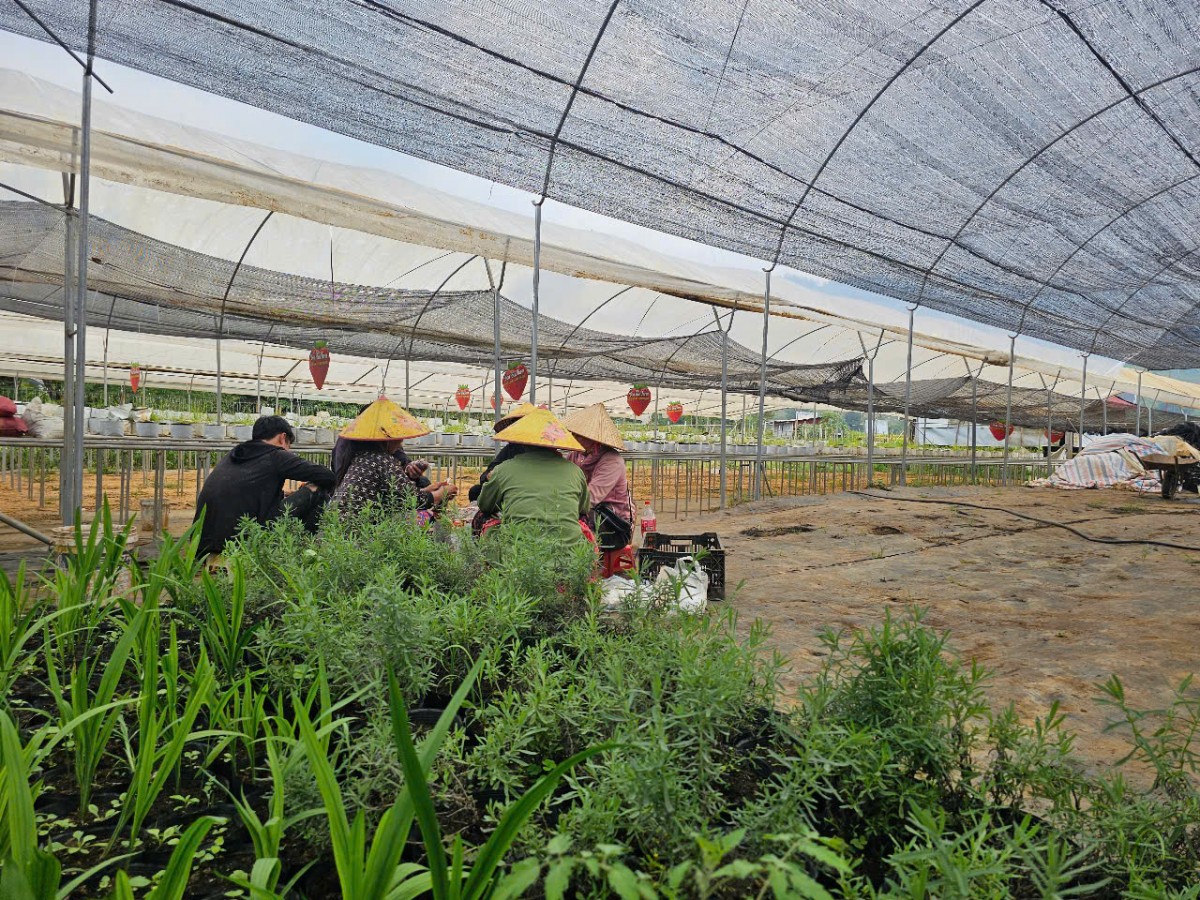 Bon Bon Farm - Mô hình nông nghiệp gắn với du lịch trải nghiệm tiêu biểu trên cao nguyên Mộc Châu