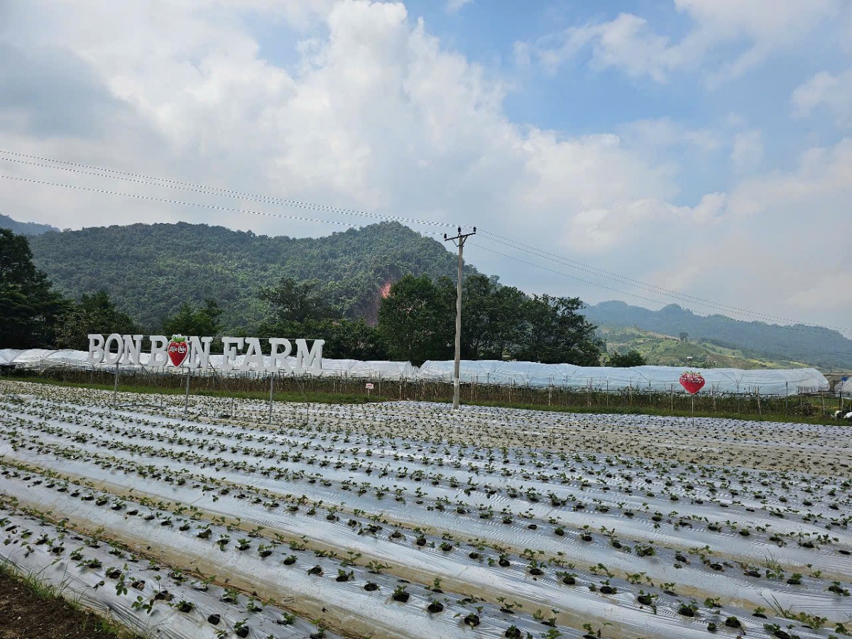 Bon Bon Farm - Mô hình nông nghiệp gắn với du lịch trải nghiệm tiêu biểu trên cao nguyên Mộc Châu